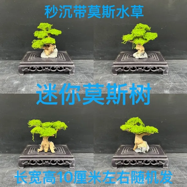 迷你莫斯树 10厘米左右 斗鱼缸造景 秒沉带莫斯水草 样式随机发