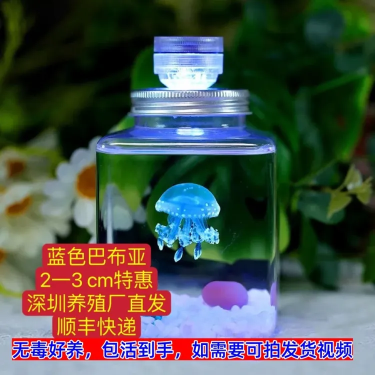 巴布亚小水母蓝色活的2-3活物小水母海水观赏鱼小宠物活幼体耐活