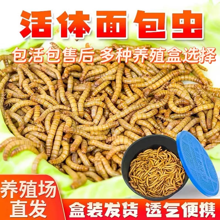 面包虫活虫黄粉虫活体八哥乌龟小鸟食仓鼠饲料钓鱼芦丁鸡
