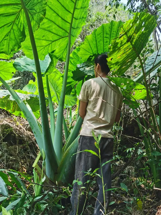 象耳芋大叶象耳芋正宗象耳芋象耳芋盆栽巨型象耳芋室内绿植客厅