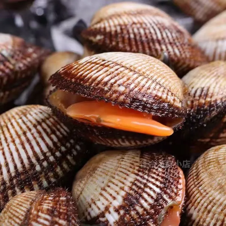 连云港发货鲜活肥美毛蛤蜊赤贝天然海捕新鲜海鲜