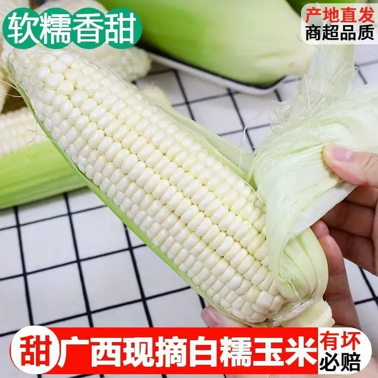 糯米玉米甜糯新鲜现摘广西白糯玉米香甜粘嫩带皮棒子