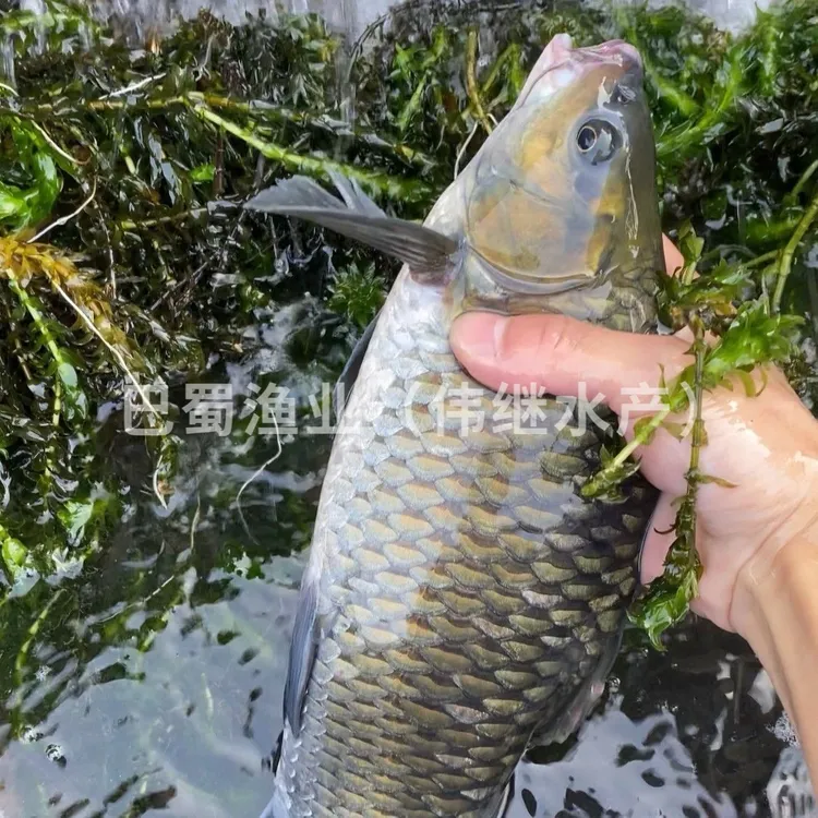 【巴蜀渔业】清波鱼苗中华倒刺鲃四川本地淡水养殖食用活体鱼苗包活