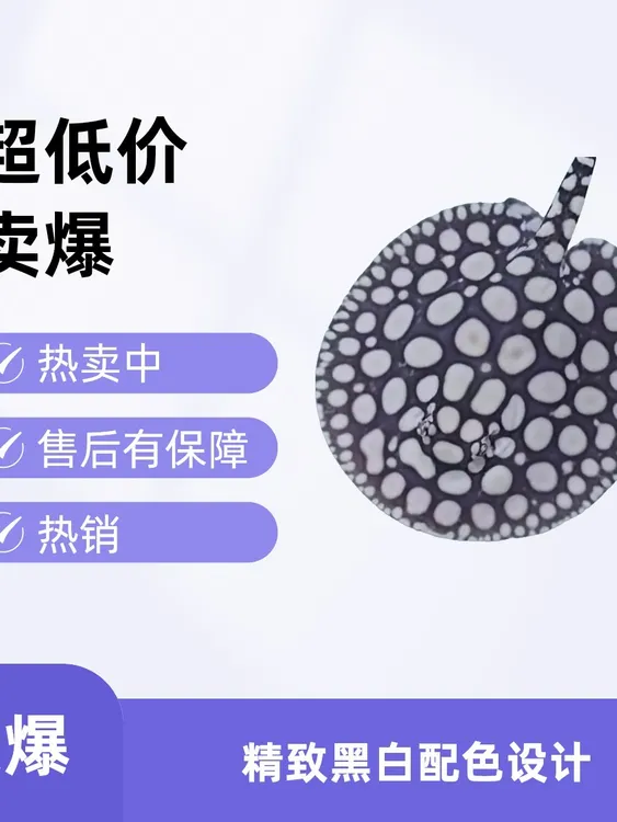 热带淡水观赏鱼黑白皇冠魟鱼