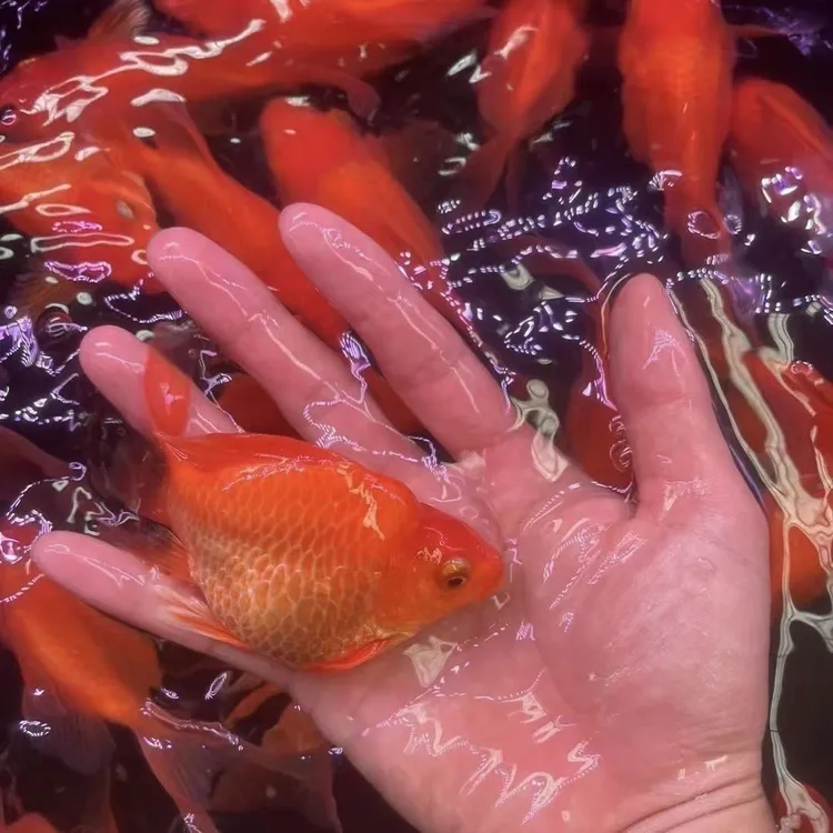 红色球体蝴蝶鲤鱼冷水观赏鱼大鳍大尾适合鱼缸养殖招财鱼