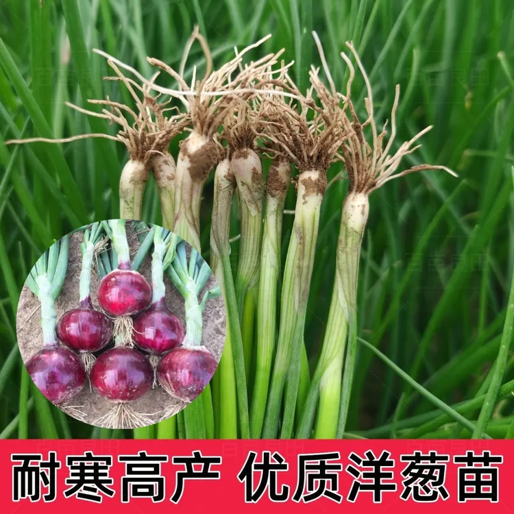 紫皮洋葱苗红皮洋葱苗水果洋葱苗秋季蔬菜种苗育苗厂直发批发种苗
