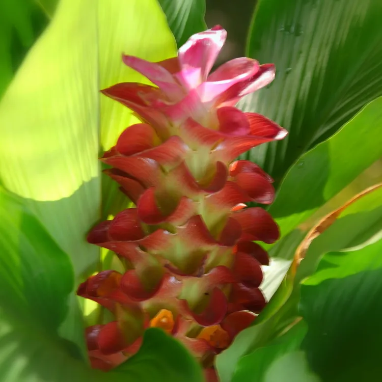 姜荷花盆栽热带郁金香多年生耐热花期长可生崽宿根阳台庭院特大号