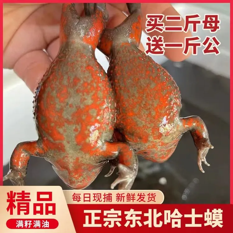 林蛙哈什蟆 全母满油满籽 东北鲜活长白山雪蛤红肚皮哈什蟆林蛙