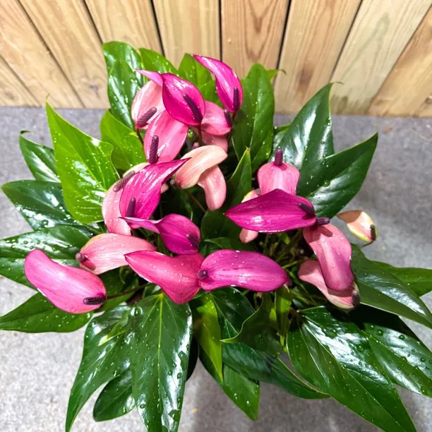 A级紫掌齐祖   小型彩掌红掌桌面花卉绿植盆栽