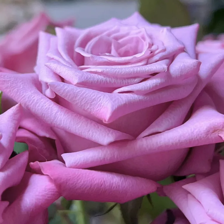 嫣然 玫瑰 紫色浓香 鲜花苞基地发货