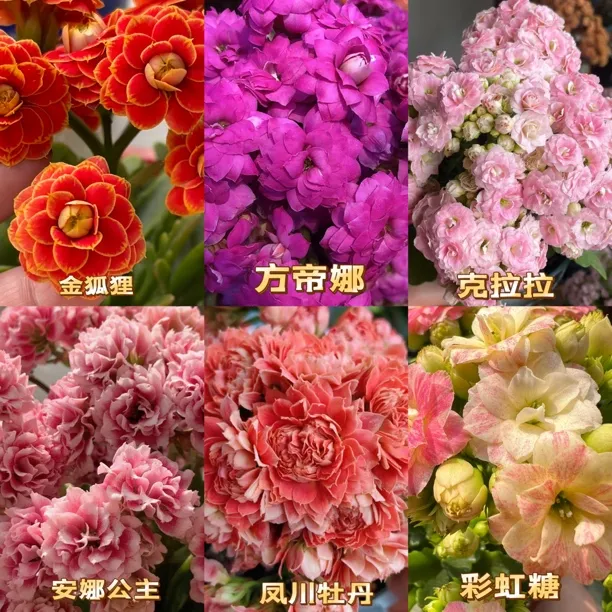 稀有重瓣大花长寿花小苗室内盆栽四季开花好养花卉