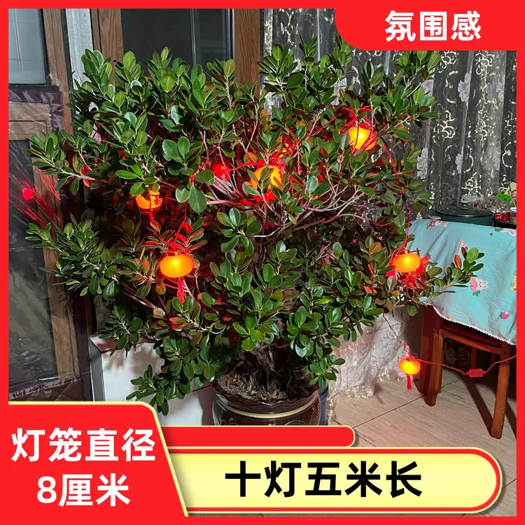 小红灯笼彩灯串满天星农村院子阳台房间新年结婚喜庆氛围装饰灯