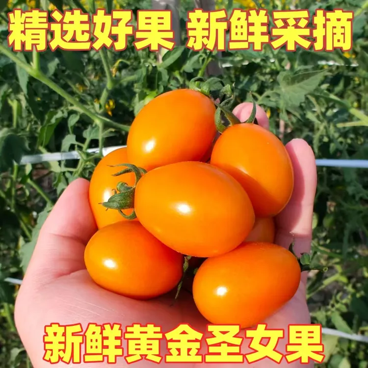 黄金圣女果黄色小番茄金玲珑圣女果小西红柿圣女果小番茄圣女果