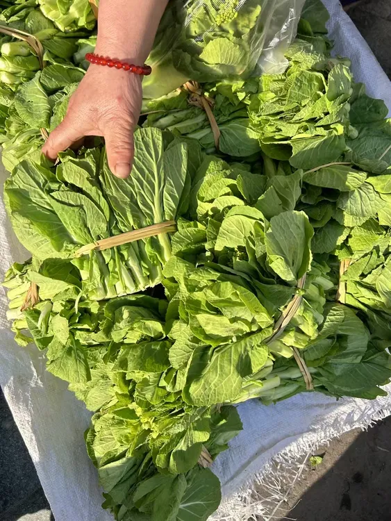 安康菜苔当季现摘现发农家自种蔬菜