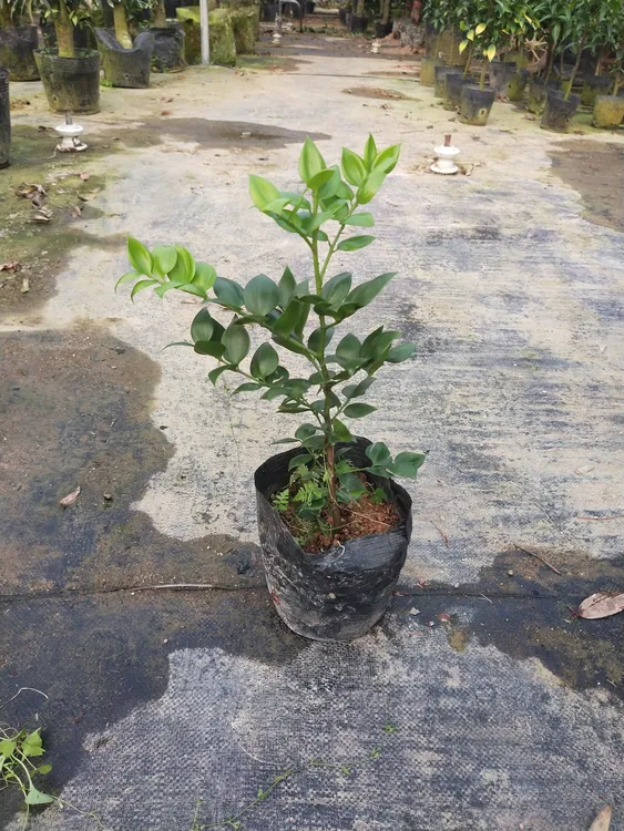 爱心圆叶竹柏苗 稀有品种 四季常青 好养易活 桌面款绿植