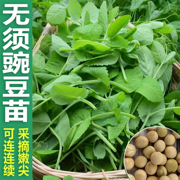 豌豆尖种子甜豌豆苗种籽四季蔬菜孑荷兰豆菜碗豆苗种吃苗专吃