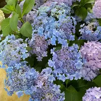 佳澄 绣球花耐寒耐热多年生植物室内室外盆栽地栽易养护