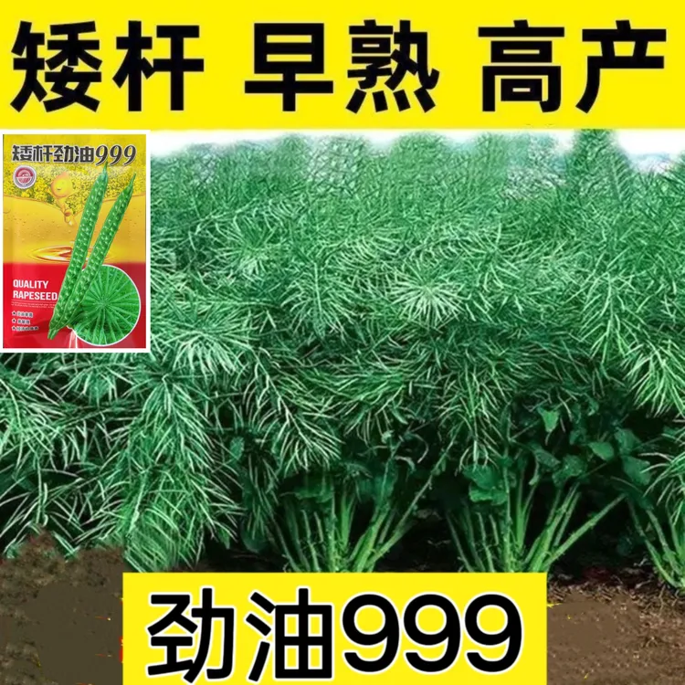 矮杆劲油999高产大粒矮杆早熟油菜种子抗病抗倒伏出油多
