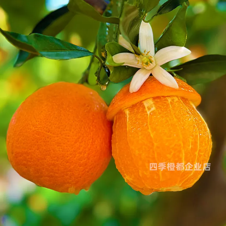 正宗湖北宜昌秭归伦晚春橙 净重4.5斤/9斤DW