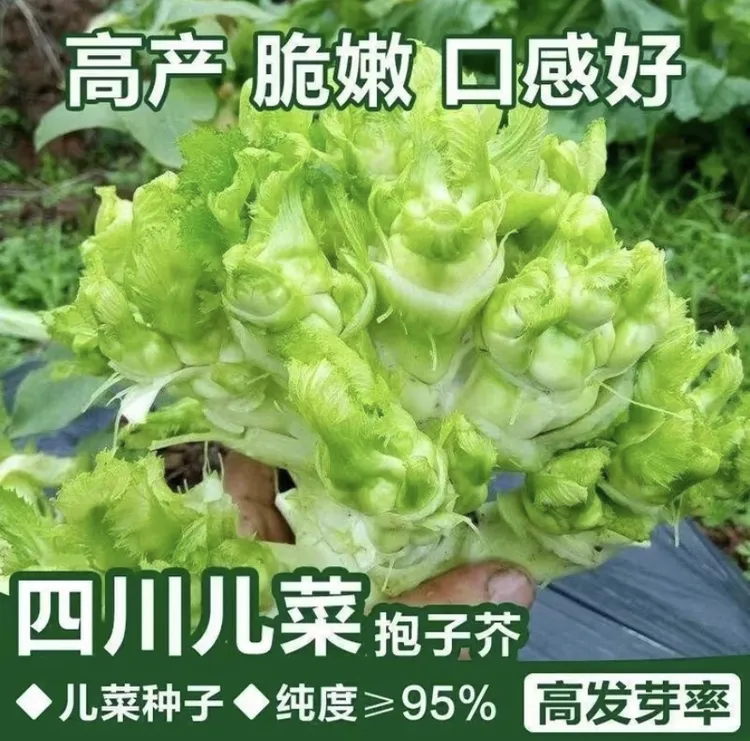 四川儿菜种子抱子芥菜四季盆栽地栽播种蔬菜种子早熟易种lz