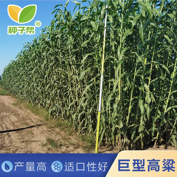 牧草甜高粱种子中科甜968春夏播种新型高糖耐旱耐高温牧草种子