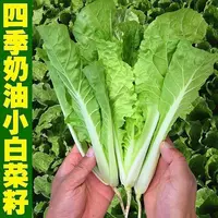 AA四季奶油小白菜快菜种子菜籽耐热速生种孑四季阳台种蔬菜种子