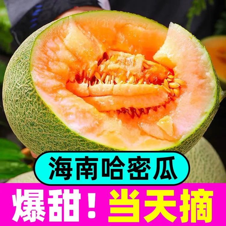 海南西州蜜小蜜25新鲜现摘软糯果香应季水果好吃爽口大果哈密瓜