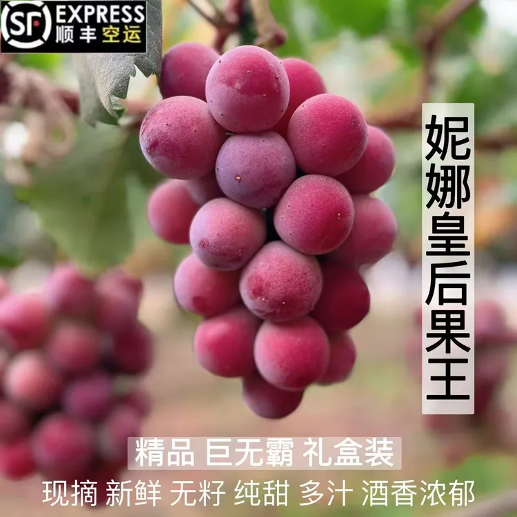 云南大理宾川妮娜皇后葡萄现摘新鲜应季水果