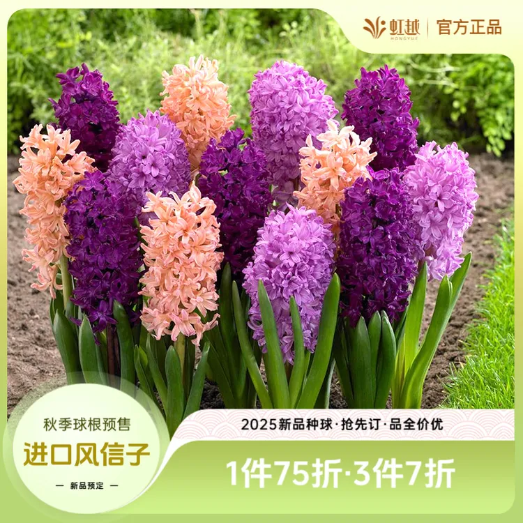 HONGYUE/虹越进口风信子种球土培水培阳台好养易种有香味球根花卉