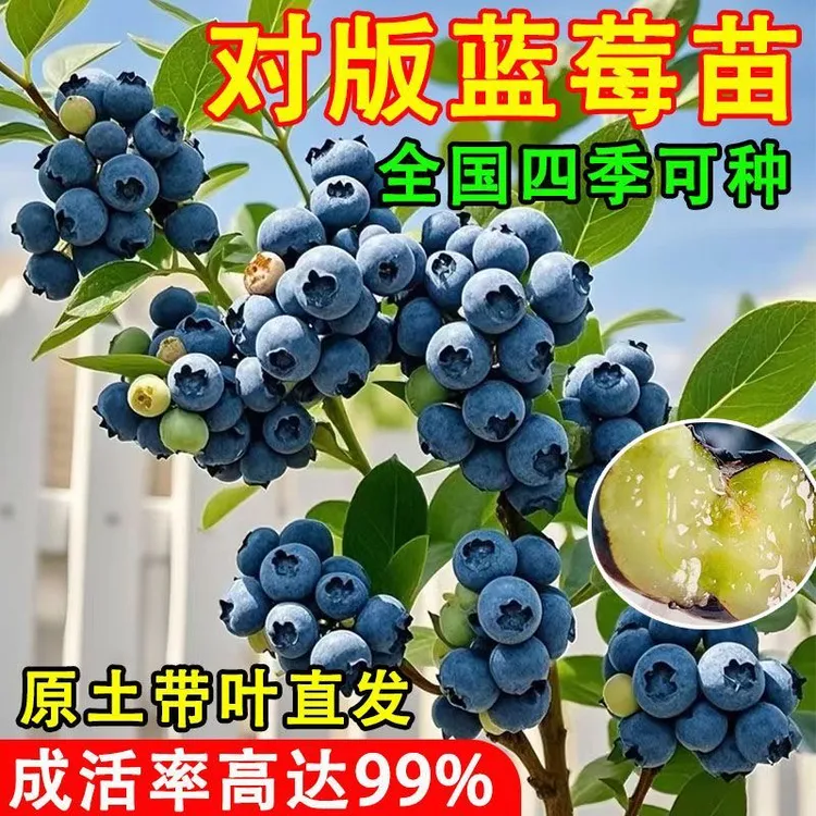 盆栽地种大果蓝莓苗基地直发当年挂果带盆带叶发货