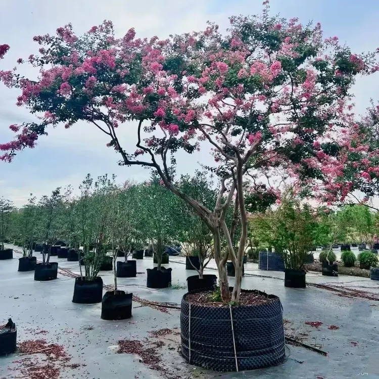 百日红沂蒙小叶紫薇花树苗盆栽庭院四季木本花卉净化空气美观