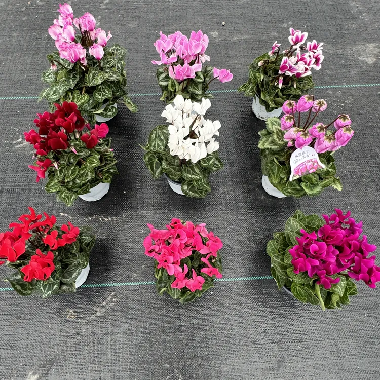 【仙客来】盆栽花苗四季开花好养阳台室内花卉带花发货