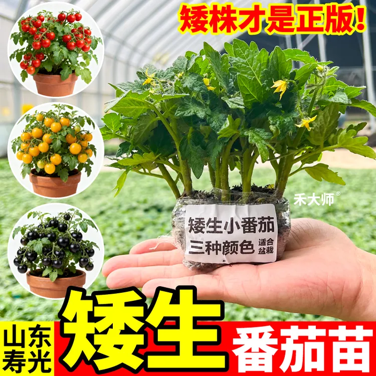 矮生番茄苗秧樱桃小西红柿千禧圣女果盆栽矮生小番茄小院阳台寿光