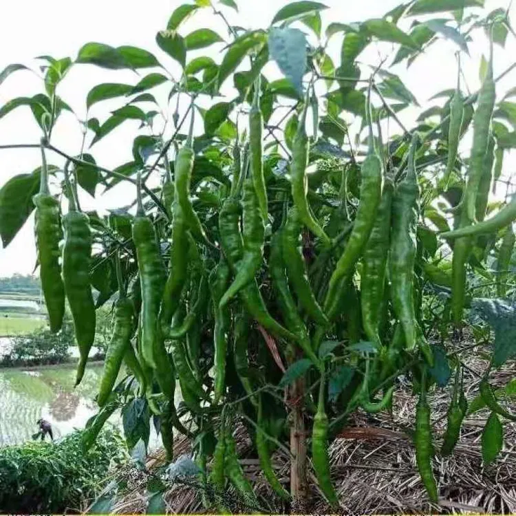 辣椒湖南本地辣椒老品种辣椒种薄皮特辣香辣湖南辣椒辣椒籽