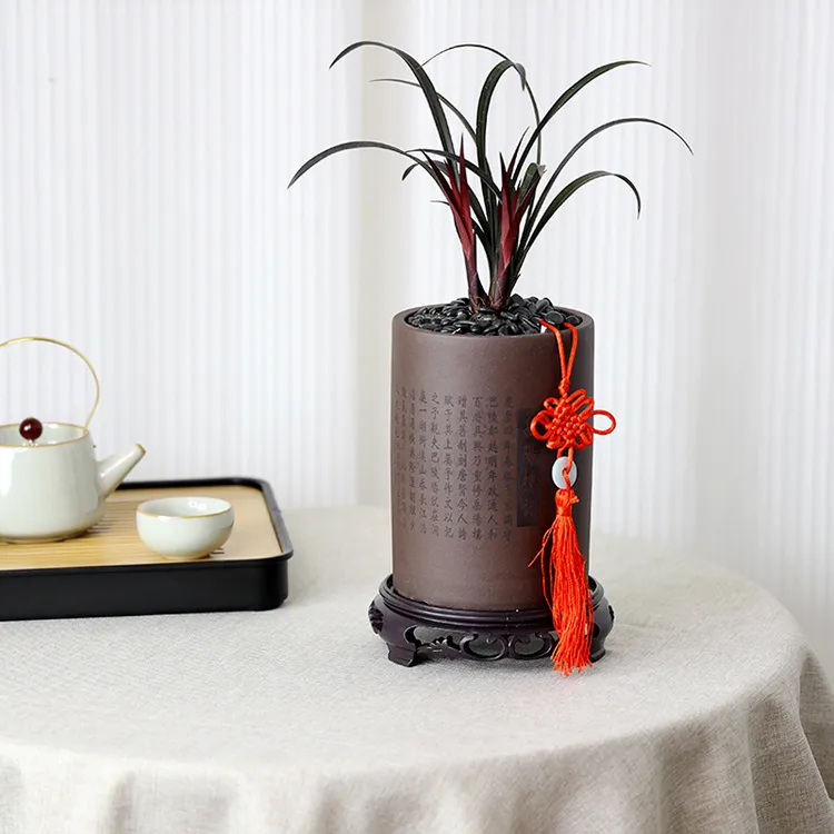 【精品兰花盆栽】寒兰红草奇花高端稀有细红叶上等兰花建兰名品室内