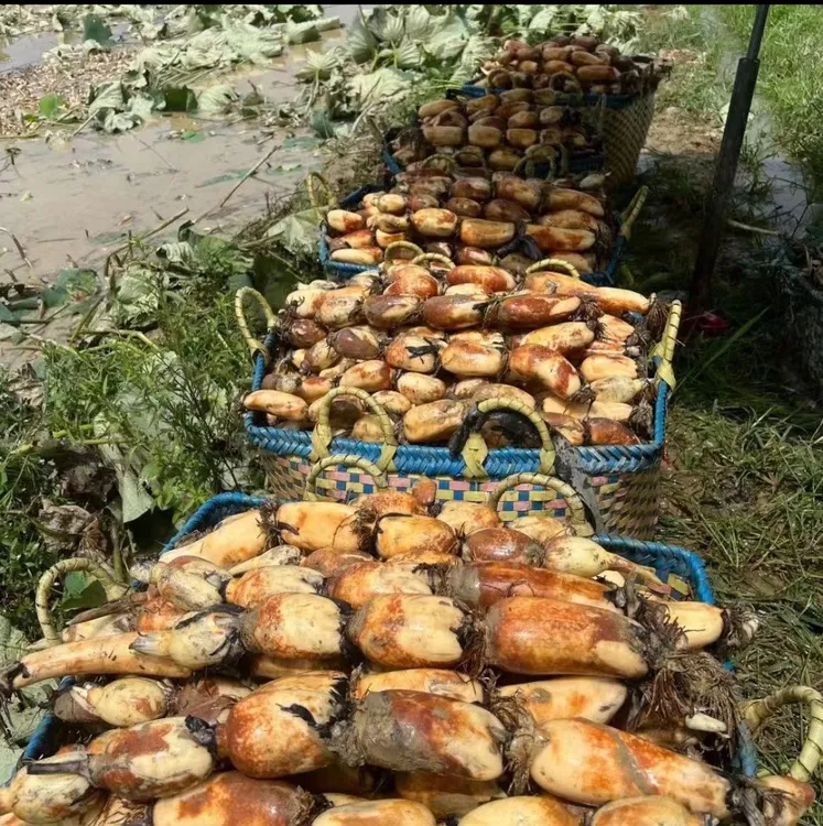 潮汕本地西胪莲藕3斤/5斤/10斤可加腰龙骨猪颈骨煲汤佳品广东包邮