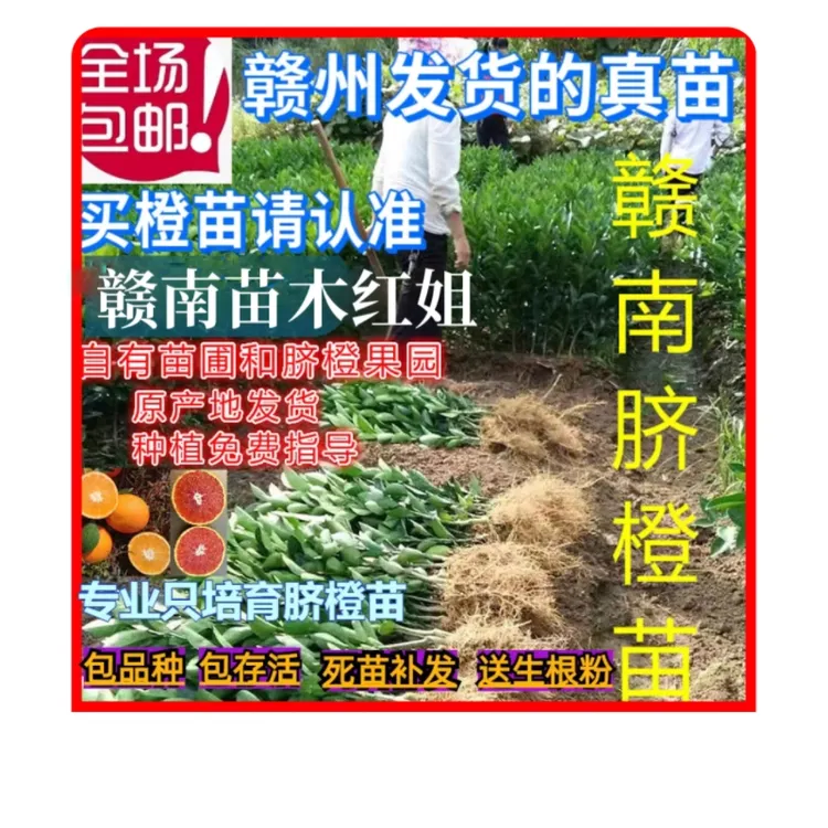 苗圃直发、赣南纽荷尔脐橙苗、血橙苗、沃柑苗、金秋砂糖橘苗。