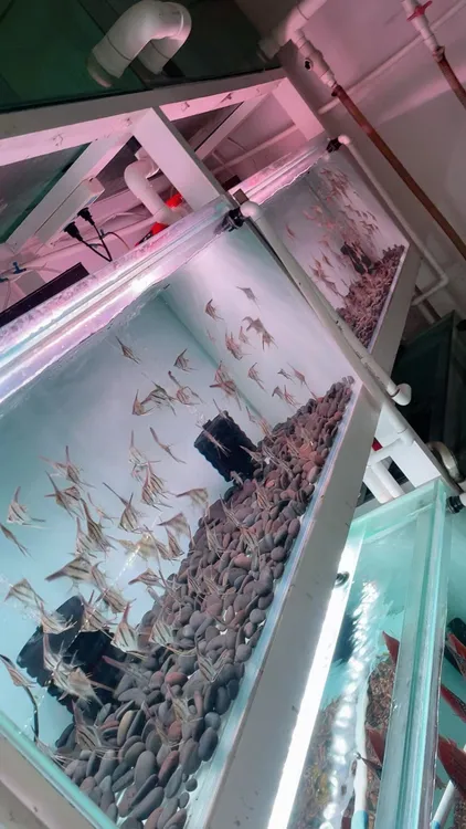 3公分圣费利佩埃及神仙鱼F1✖️2