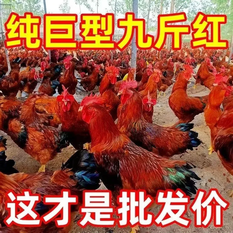 正品九斤红玉大公鸡活体宠物鸡散养到手12只