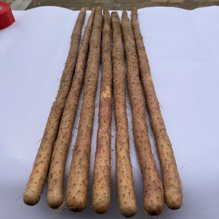铁棍山药鸡皮糙山药陈集山药农户种植农产品60-70厘米顺丰邮政