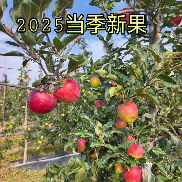 2025陕西白水当季新苹果脆甜多汁产地直发应季水果尝鲜