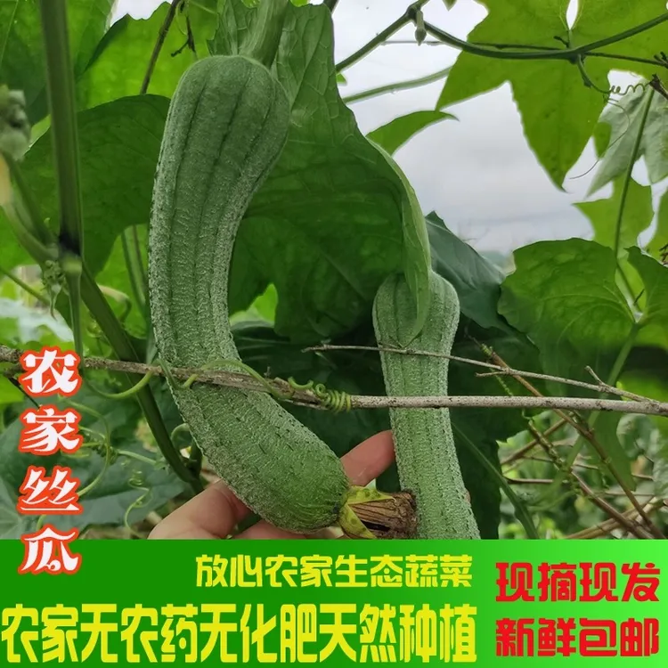 湖南农家丝瓜清香现摘新鲜老丝瓜长农家新鲜蔬菜农村丝瓜奶油绿皮