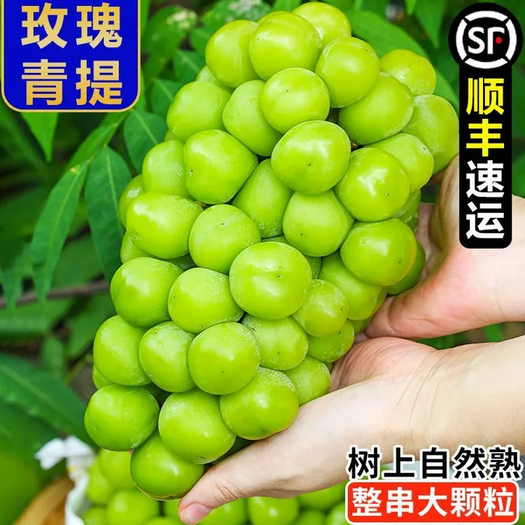 阳光玫瑰葡萄新鲜当季应季无籽青提水果