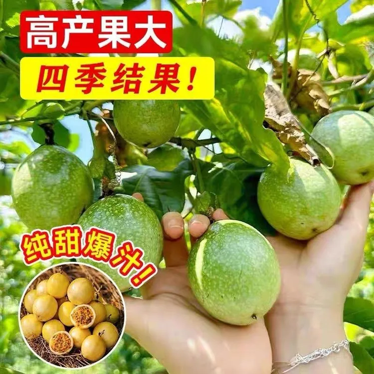 正宗广西黄金9号黄金百香果嫁接苗特大纯甜阳台庭院四季当年种植