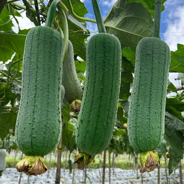 产地漳州农家本地现摘现发短棒肉丝瓜香丝瓜肉丝瓜新鲜软糯当季