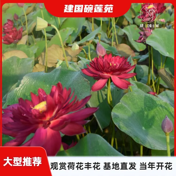 【大型推荐】观赏碗莲推荐荷花种藕阳台池塘盆栽水培植物基地直发