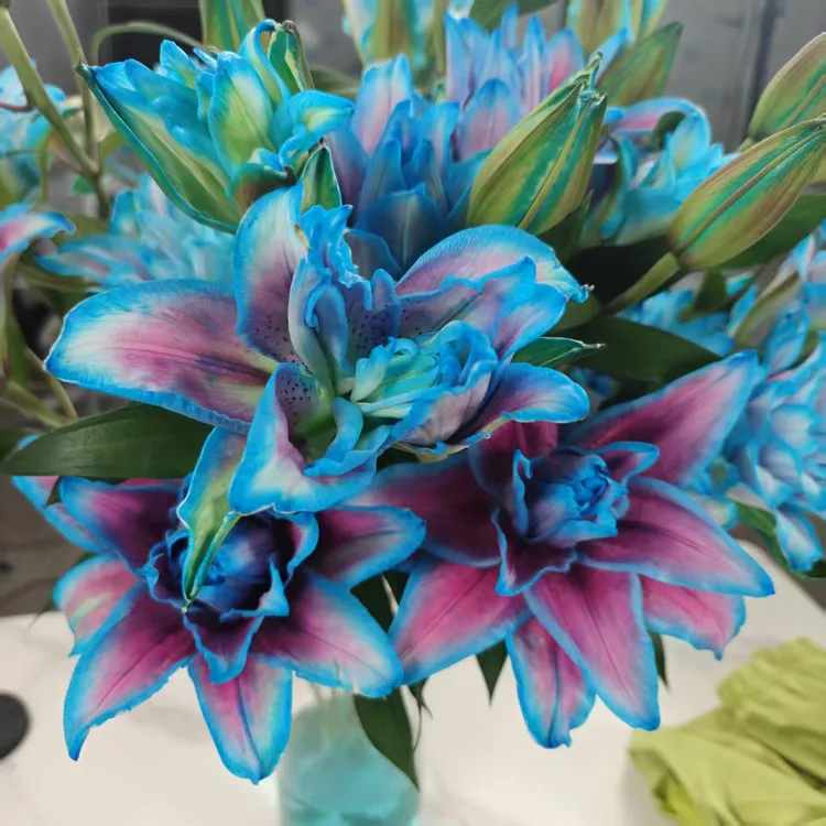 星空 吸色重瓣香水百合 云南基地直发水养鲜切花