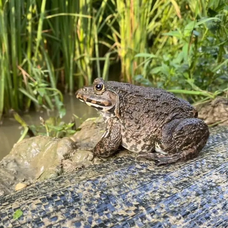 【精品老蛙】稻田蛙野养老田鸡现抓鲜活生猛公母顺丰包邮非牛蛙青蛙