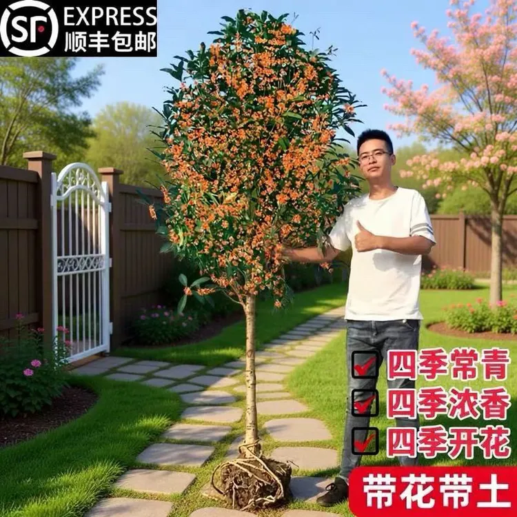 桂花树苗大树庭院地栽原生金桂丹桂浓香型花卉盆栽植物四季桂花开