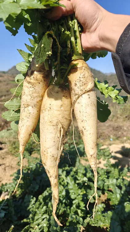 贵州高山农家自种白萝卜 现拔现发，带泥发货